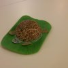Konkurs Plastyczny Nasze Szkolne Żółwie